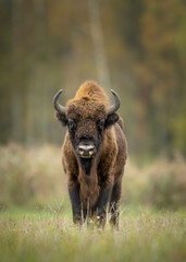 European bison in Białowieża forest, Poland