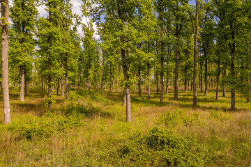 Obraz premium Aerial view of green forest during daylight, Zagreb, Croatia.