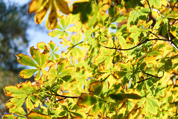 Obraz premium Colorful autumn leaves and branches against the blue sky and sun. Season, nature, autumn card, thanksgiving, fall background concept.Copy space, selective focus..
