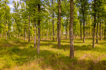 Aerial view of green forest during daylight, Zagreb, Croatia.