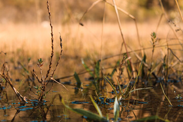 Fototapeta premium Dry and green grass in the pond