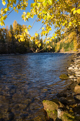 Cottonwood trees growing along the Cle Elum River, Washington.