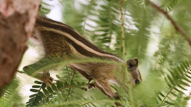 Indian or three-striped palm squirrel or Funambulus palmarum a rodent species closeup in natural feeding behavior on branch of a tree at jhalana forest or leopard reserve jaipur rajasthan india