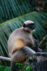 Obraz premium white tailed macaque