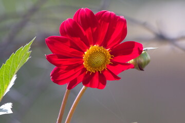 Dahlia is a genus of bushy, tuberous, herbaceous perennial plants native to Mexico and Central...