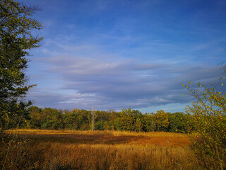 Fototapeta premium autumn landscape with trees