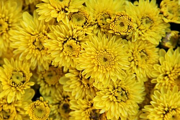 한국 인천시 부평구 부평문화의거리꽃축제입니다