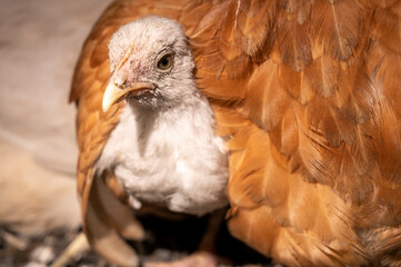 a hen hides a chick under the wing, a chick looks out from under the wing,a red hen and a white chick