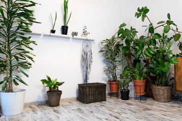 Green plants in a pot on wooden floor in the room.  Different natural plant in houseplant. Fresh and beautiful interior at home. 