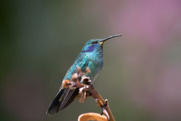 Fototapeta premium Green Violet-ear (Colibri thalassinus) hummingbird in flight isolated on a green background in Costa Rica