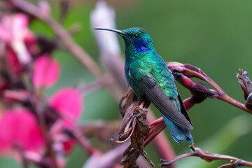 Green Violet-ear (Colibri thalassinus) hummingbird in flight isolated on a green background in Costa Rica