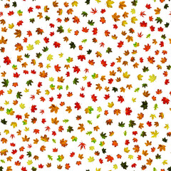 Autumn leaves background. Yellow red, orange leaf isolated on white. Colorful maple foliage. Season leaves fall on seamless pattern background.