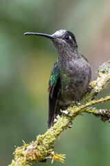 Green Violet-ear (Colibri thalassinus) hummingbird in flight isolated on a green background in Costa Rica