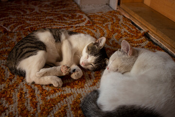 Two cute cats sleeping on the carpet