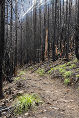 Whitewater Fire along the PCT - Pacific Crest Trail near Mt Jefferson (visible in background) Oregon where the Whitewater Fire of 2017 burned over 14,000 acres of forest.