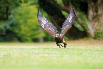 The steppe eagle (Aquila nipalensis) sitting on the ground on the grass. Big eagle in green. Falconry-guided eagle.
