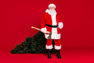 Full length body size view of his he handsome fat overweight cheery content Santa Saint Nicholas holding in hand ax fir tree celebratory isolated bright vivid shine vibrant red color background