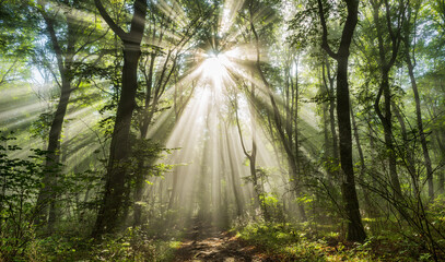 Beautiful Sunny Forest with Sunbeams through Fog