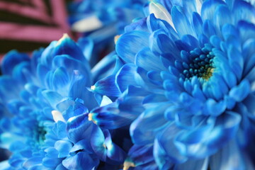 close up of blue flower