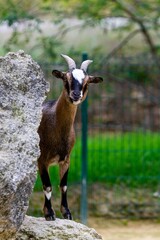 portrait of goat of africa