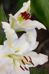 Lily, Lily in the garden cottage, .Large. white lilies.
