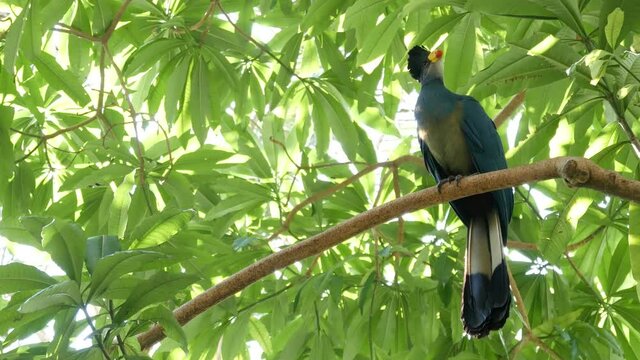 Great Blue Turaco in tropical rainforest. Exotic extraordinary african wild bird in green lush foliage. Colorful plumage of Musophagidae. Vivid vibrant feathers. Tree canopy in jungle paradise forest.