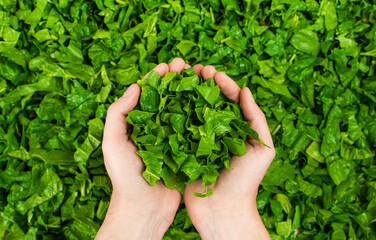 Man holding fresh spinach cut leaves at the kitchen.