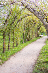 Fototapeta premium footpath in the park