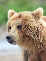 Obraz premium Ruling the landscape, brown bears of Kamchatka (Ursus arctos beringianus)