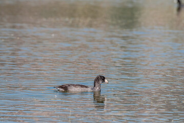 American Coot (Fulica americana) in Malibu Lagoon, California, USA