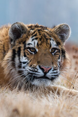 Siberian Tiger running. Beautiful, dynamic and powerful photo of this majestic animal. Set in environment typical for this amazing animal. Birches and meadows