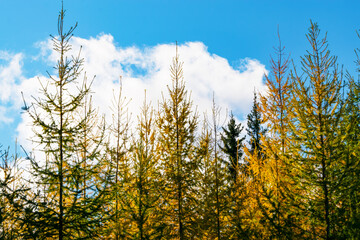 A branch of young larch with brown cones and yellow needles in autumn against a blue sky