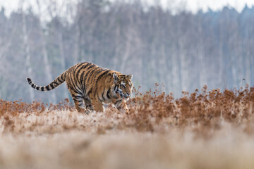 Siberian Tiger running. Beautiful, dynamic and powerful photo of this majestic animal. Set in environment typical for this amazing animal. Birches and meadows