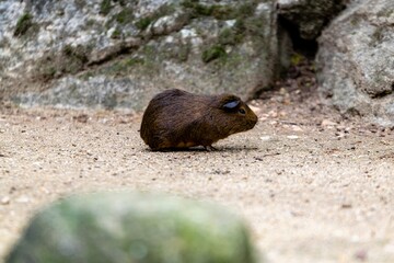 portrait of brown guinea pig