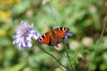 紫色のマツムシソウに色鮮やかなクジャクチョウ