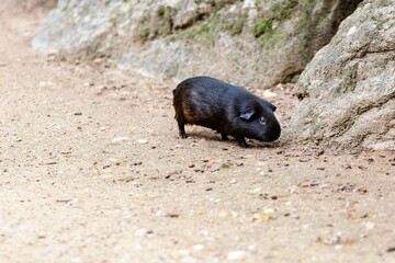portrait of black guinea pig