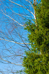 Birch branches without leaves and spruce branches against the blue sky in autumn and early spring. Beautiful natural background