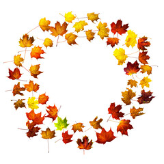 Circle frame of colorful autumn maple leaves isolated on white. Background with space for text top view.