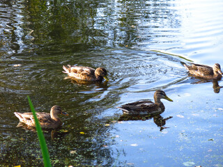 wild ducks swim in the pond in summer                               