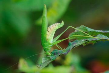 Speckled Bush-cricket upside down. Resting motionless on leaf at dusk. Genus species Leptophyes punctatissima.