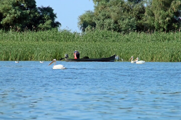 Fototapeta na wymiar Pescadora en su barca en el delta del Danubio. Pescadora calando sus redes en uno de las lagunas interiores del delta del Danubio entre pelícanos en Rumanía.