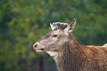 Red deer, cervus elaphus, with antlers covered with velvet in spring nature. Close-up of stag wet from rain looking aside in forest during raining. Wild mammals watching in rainfall in detail.
