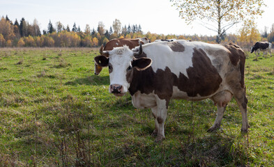 cow with horns grazes on a meadow with green grass. against the background of autumn trees