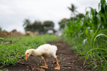 The yellow gosling walked to the grass, and the light shone from behind.