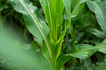 Obraz premium stalks of corn on the sky background.