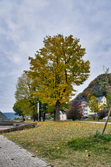 Herbst am Rheinufer