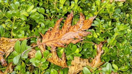 leaves on the ground