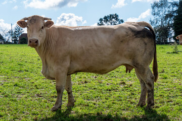 cow, seen from the side, stands proud in a meadow
