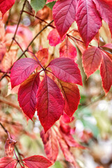 Red leaves of Virginia liana (Parthenocissus quinquefolia) close up. Beautiful autumn background. Selective focus.