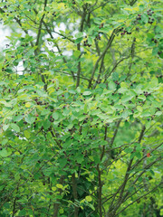Fototapeta premium Canadian serviceberry or Amelanchier canadensis. A small shrub full of clusters of ripe dark purple sweet berries hanging on many branches